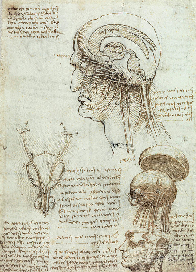 Anatomical studies, brain, cavities and nerves  Drawing by Leonardo Da Vinci