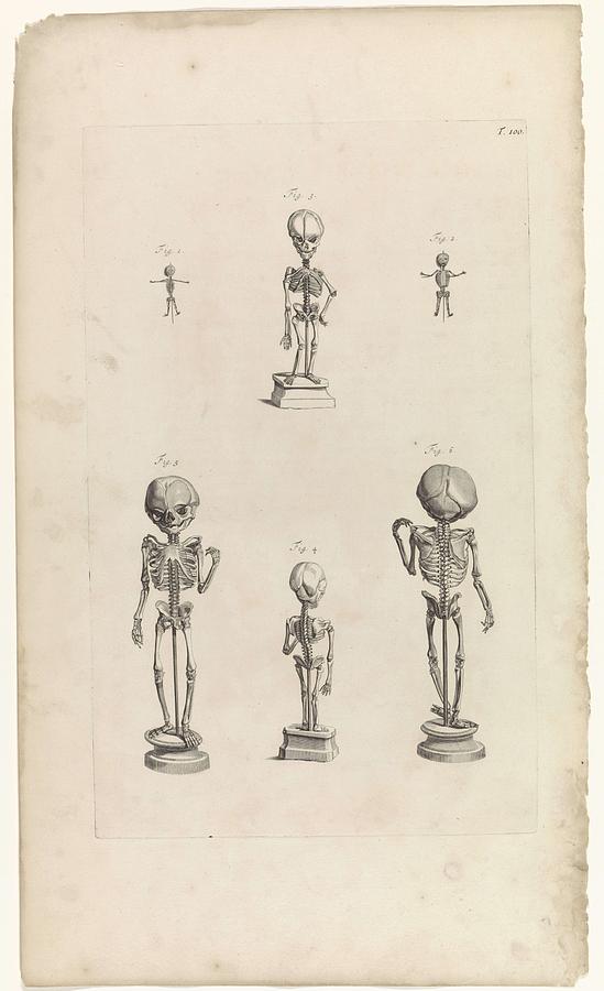 Anatomical studies of the skeletons of fetuses, Pieter van Gunst, after Gerard de Lairesse, 1685 Painting by Gerard de Lairesse