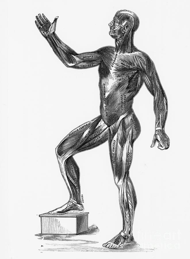 Anatomical Study Of A Human Showing Photograph by Bettmann