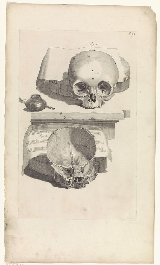 Anatomical study of a skull, Pieter van Gunst, after Gerard de Lairesse, 1685 Painting by Gerard de Lairesse