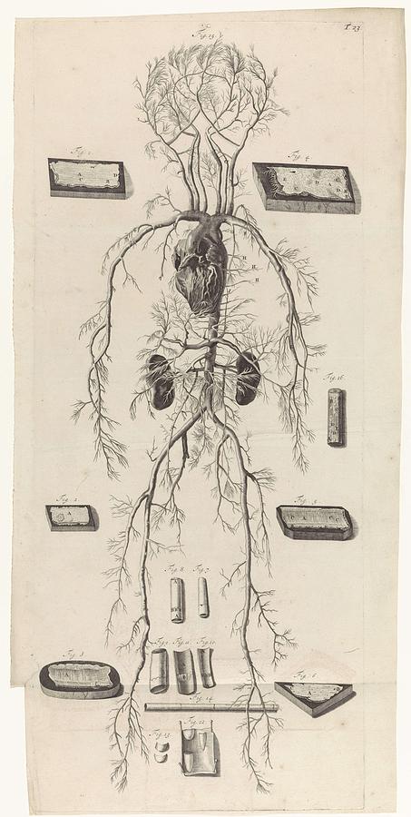Anatomical study of blood vessels and circulatory system, Pieter van Gunst, after Gerard de Lairesse Painting by Gerard de Lairesse