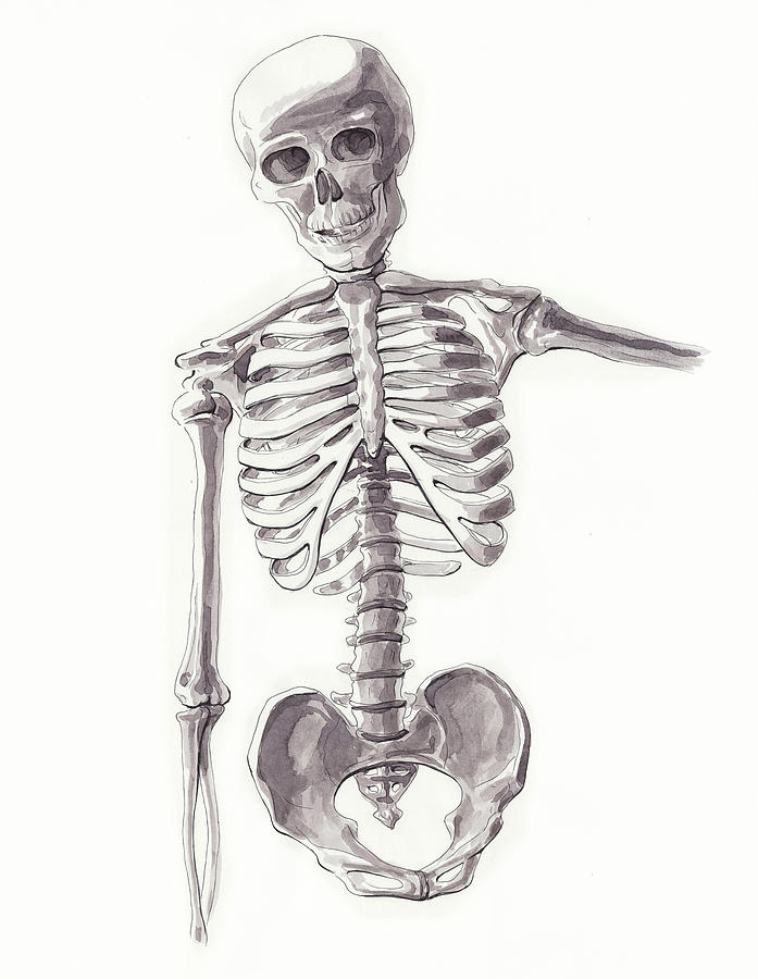 Grateful Dead Painting - Anatomical Study Of Skeleton by Irina Sztukowski