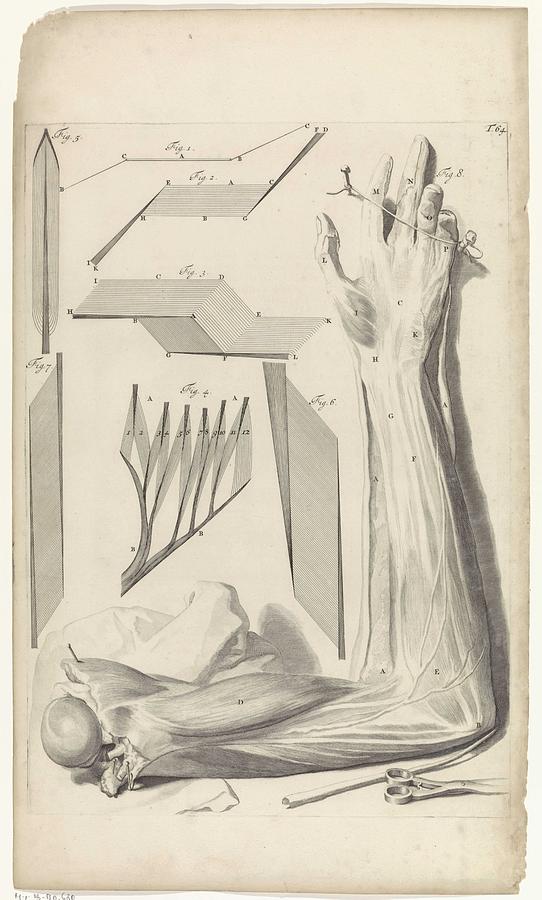 Anatomical study of the right arm, Pieter van Gunst, after Gerard de Lairesse, 1685 Painting by Gerard de Lairesse