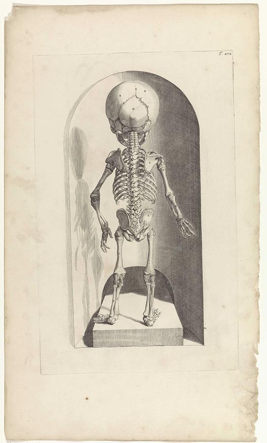 Anatomical study of the skeleton of a fetus back, Pieter van Gunst, after Gerard de Lairesse, 1685 Painting by Gerard de Lairesse