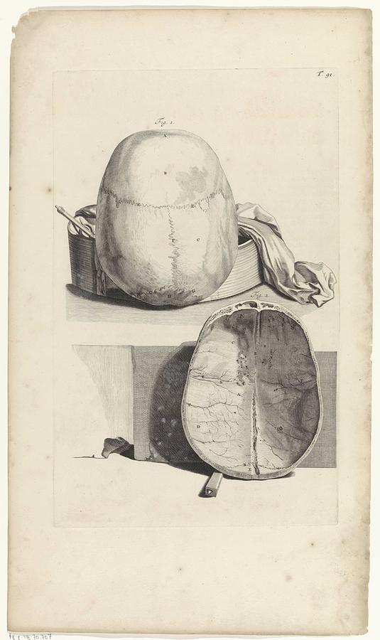 Anatomical study of the skull, Pieter van Gunst, after Gerard de Lairesse, 1685 Painting by Gerard de Lairesse