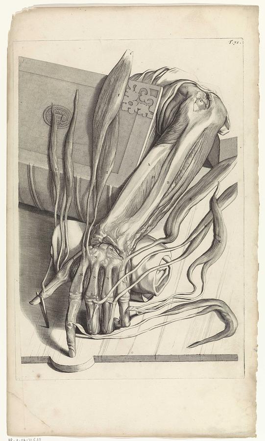 Anatomical study of the tendons and bones of the left hand, Pieter van Gunst, after Gerard de Laires Painting by Gerard de Lairesse