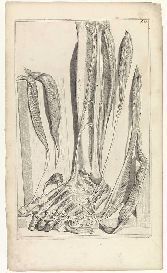 Anatomical study of the tendons and bones of the right foot, Pieter van Gunst, after Gerard de Laire Painting by Gerard de Lairesse