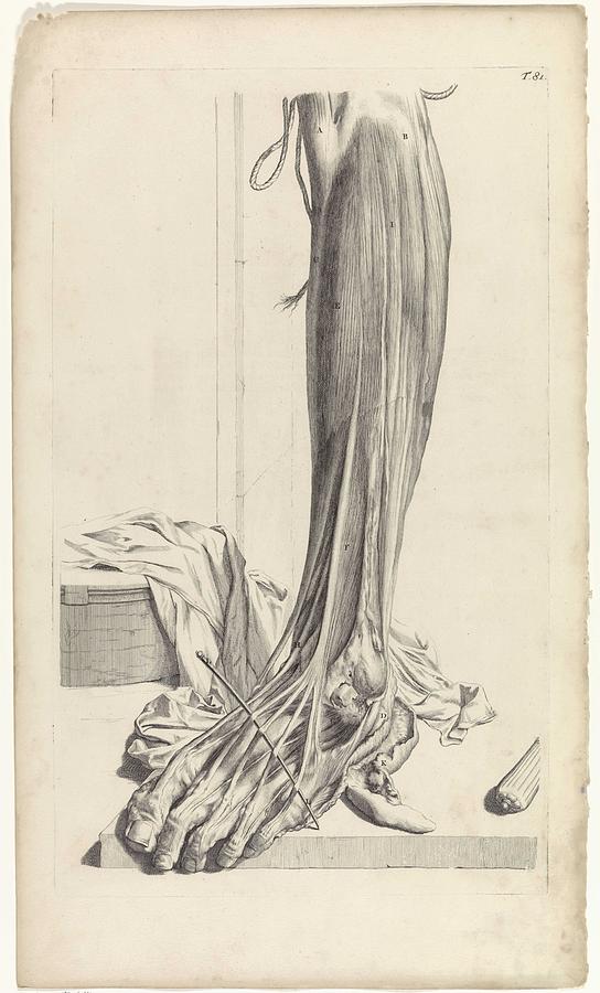 Skeleton Painting - Anatomical study of the tendons of the right foot, Pieter van Gunst, after Gerard de Lairesse, 1685 by Gerard de Lairesse