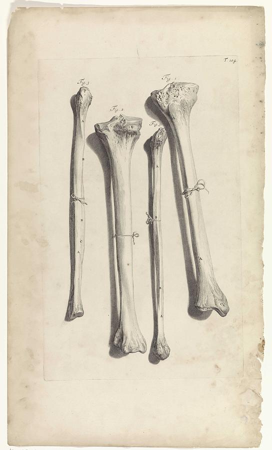 Anatomical study of the tibia and the fibula, Pieter van Gunst, after Gerard de Lairesse, 1685 Painting by Gerard de Lairesse
