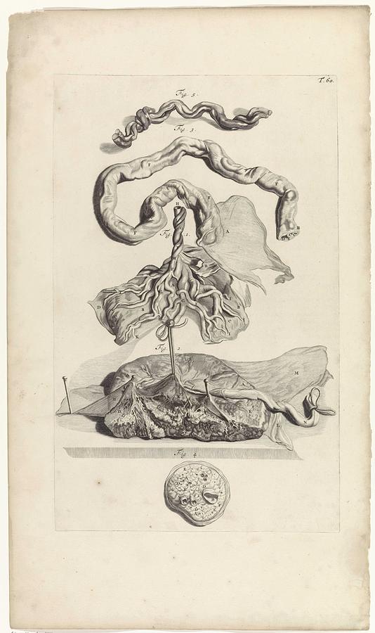 Anatomical study of the umbilical cord and the placenta, Pieter van Gunst, after Gerard de Lairesse, Painting by Gerard de Lairesse