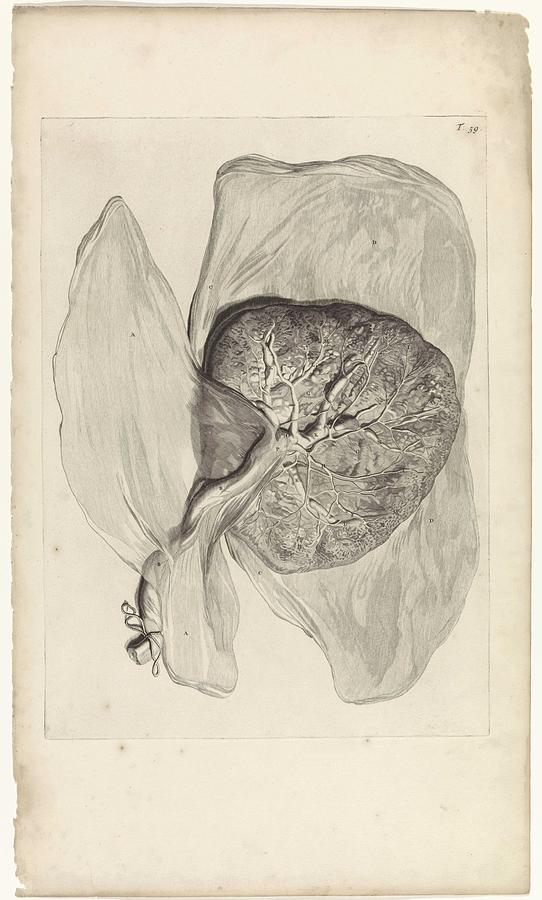 Anatomical study of the underside of the placenta, Pieter van Gunst, after Gerard de Lairesse, 1685 Painting by Gerard de Lairesse