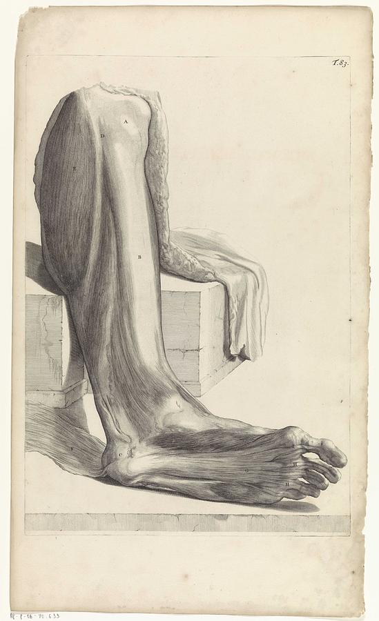 Anatomical study of the underside of the right foot, Pieter van Gunst, after Gerard de Lairesse, 168 Painting by after Gerard de Lairesse