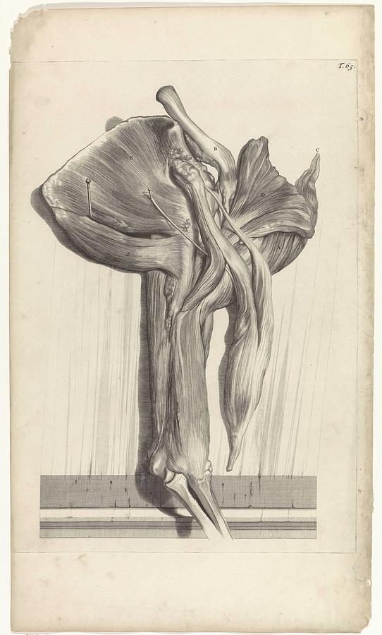 Anatomical study of the upper muscles of the arm inside, Pieter van Gunst, after Gerard de Lairess Painting by Gerard de Lairesse