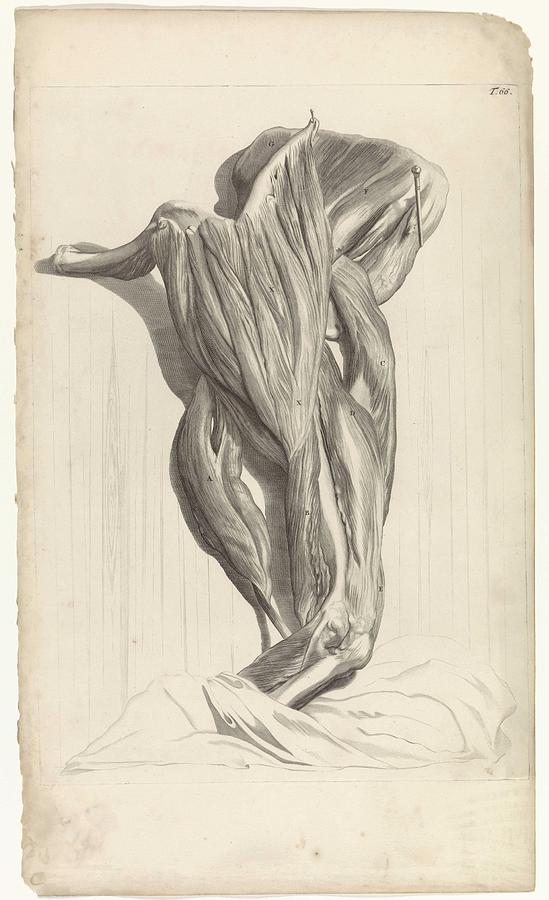 Anatomical study of the upper muscles of the right arm outside, Pieter van Gunst, after Gerard de  Painting by Gerard de Lairesse