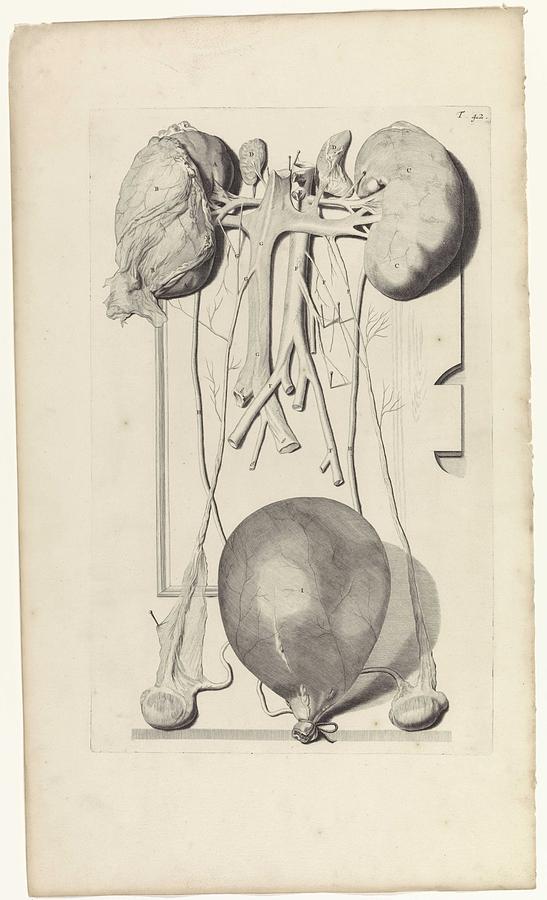 Anatomical study of the urinary system, Pieter van Gunst, after Gerard de Lairesse, 1685 Painting by Gerard de Lairesse