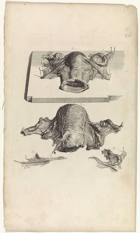 Anatomical study of the uterus and the ovaries, Pieter van Gunst, after Gerard de Lairesse, 1685 Painting by Gerard de Lairesse