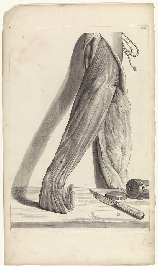 Anatomische studie van een gevilde linkeronderarm, Pieter van Gunst, after Gerard de Lairesse, 1685 Painting by Gerard de Lairesse
