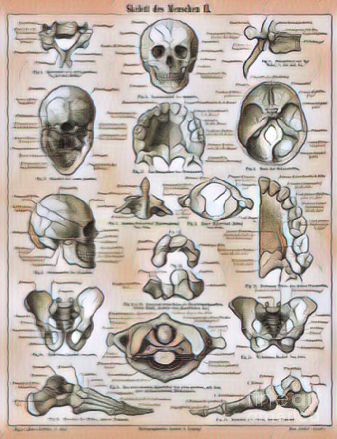 Skull Digital Art - Anatomy Class by Jackie MacNair