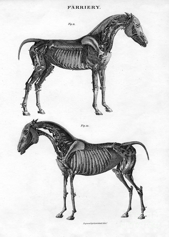 Anatomy Of A Horse, 19th Century.artist Drawing by Print Collector