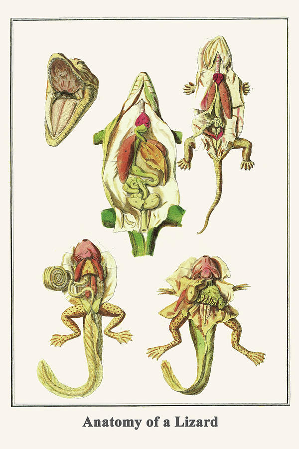 Anatomy of a Lizard Painting by Albertus Seba