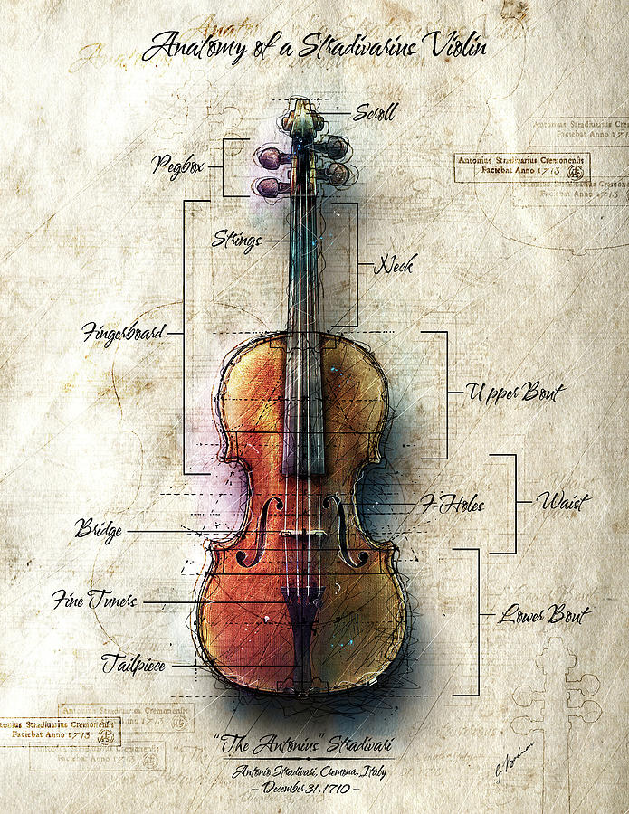 Beethoven Movie Digital Art - Anatomy of A Stradivarius Violin by Gary Bodnar