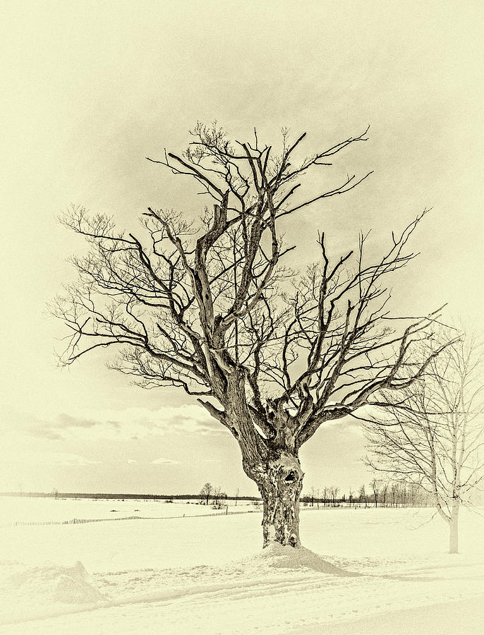 Anatomy Of A Tree - Sepia Photograph