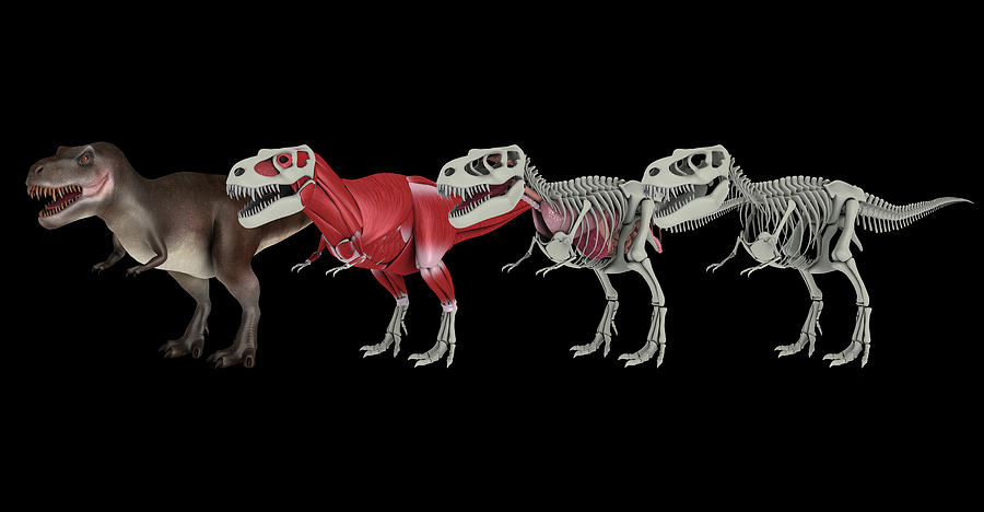 Anatomy Of A Tyrannosaurus Rex Dinosaur Photograph by Stocktrek Images