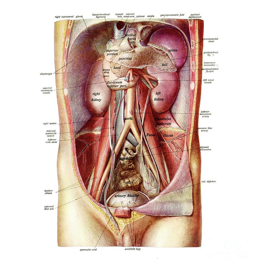 Anatomy Of Abdomen Photograph By Microscape Science Photo Library