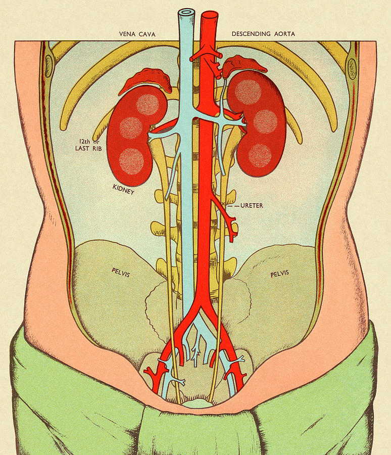Vintage Drawing - Anatomy of Body Featuring Kidneys by CSA Images