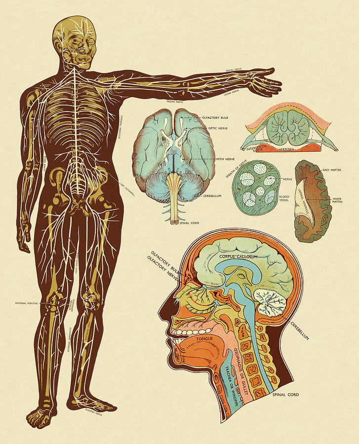 Vintage Drawing - Anatomy of Nerves of Body and Head by CSA Images