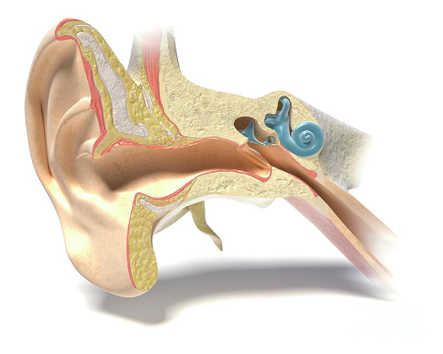 Anatomy Of The Ear Photograph by Medical Graphics/michael Hoffmann/science Photo Library