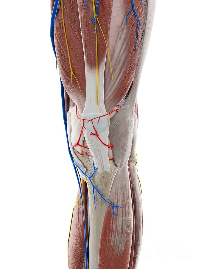 Anatomy Of The Knee Photograph by Sebastian Kaulitzki/science Photo ...