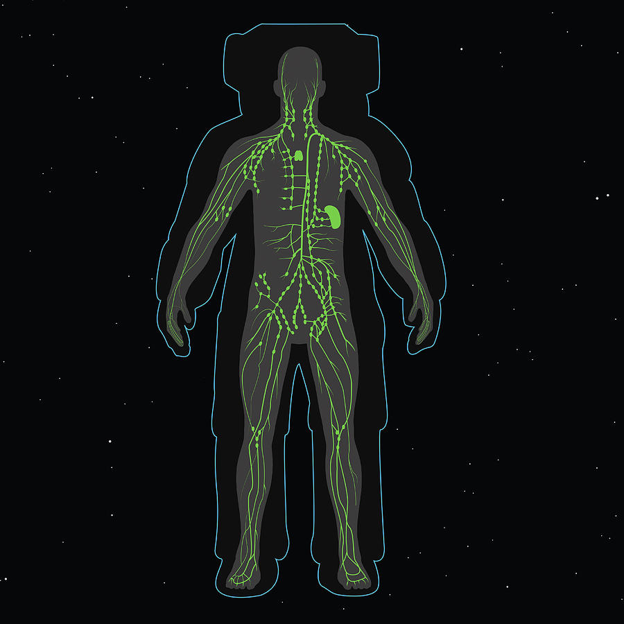 Anatomy Of The Lymphatic System Of An Photograph by Photon Illustration