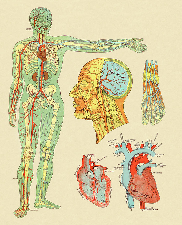 Vintage Drawing - Anatomy of Veins and Arteries by CSA Images