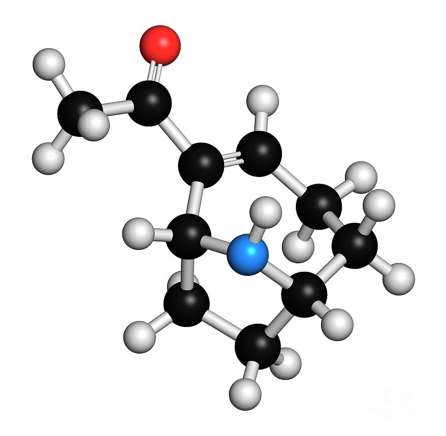 Anatoxin Molecule Photograph by Molekuul/science Photo Library - Pixels