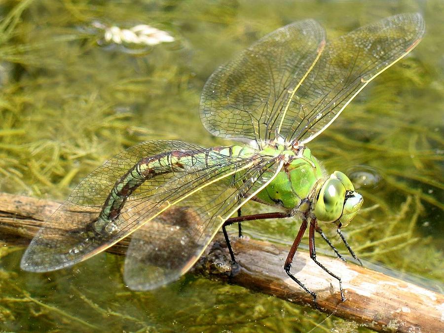 Anax imperator female laying eggs, Giant Darner Dragonfly - Anax walsinghami Painting by Celestial Images