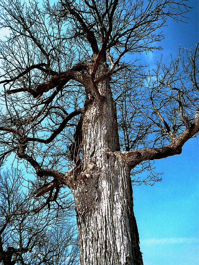 Ancient Ash A1 Photograph by Mike McBrayer