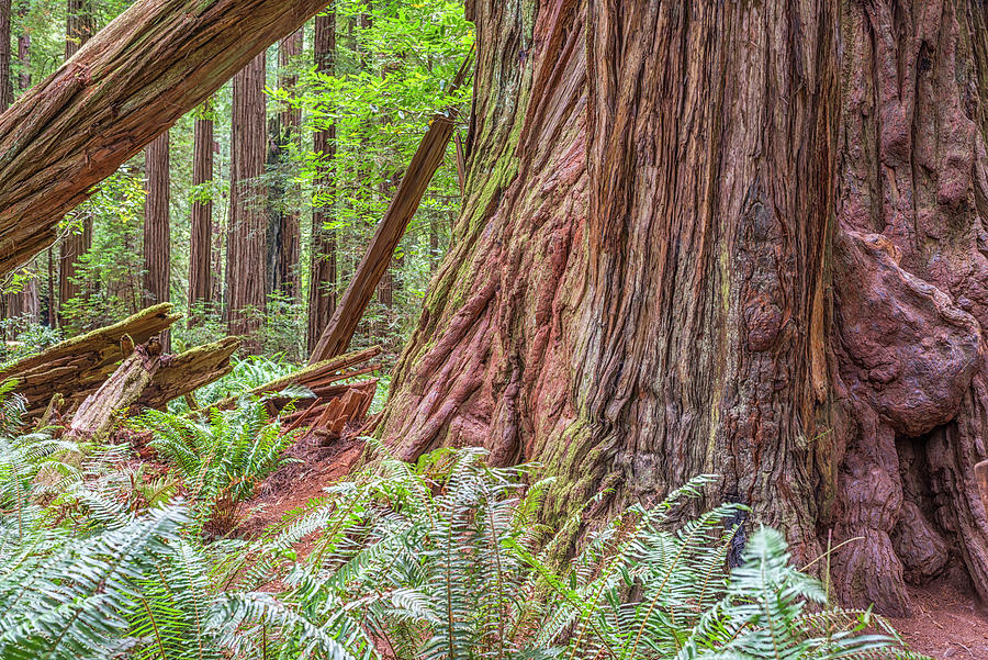 Tree Photograph - Ancient Beauty At Stout Grove by Joseph S Giacalone
