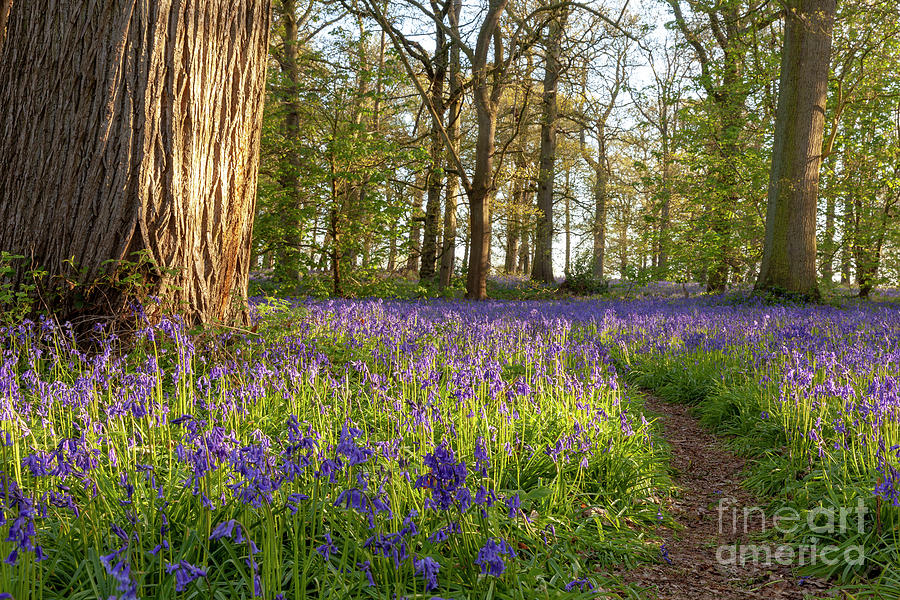 Ancient bluebell woodland in spring time Photograph by Simon Bratt