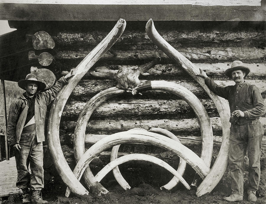 Vintage Digital Art - Ancient Bones Of Mastodons by Print Collection