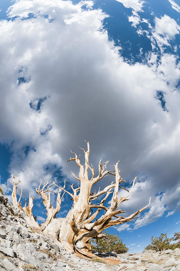 Ancient Bristlecone Pine And Clouds Photograph by Josh Miller Photography