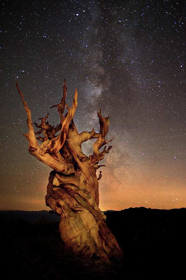 Ancient Bristlecone Pine And Milky Way Photograph by Richard Mitchell - Touching Light Photography