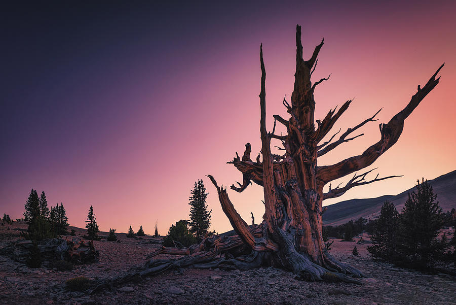 Mountain Photograph - Ancient Bristlecone Pine Tree At Twilight by Bill Boehm