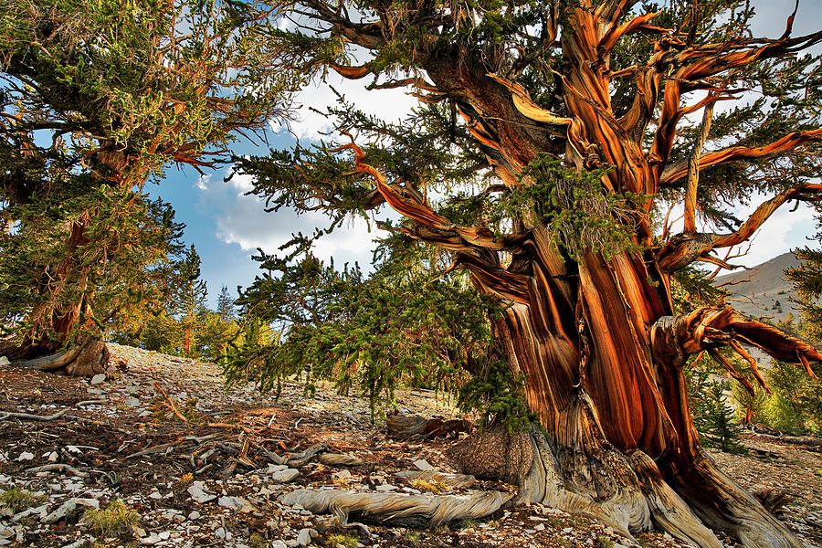 Great Basin National Park Photograph - Ancient Bristlecone Pine, White by Adam Jones