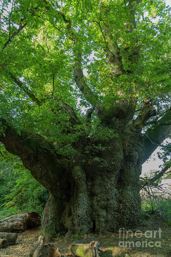 Ancient Cathedral Oak Photograph by Bob Gibbons/science Photo Library