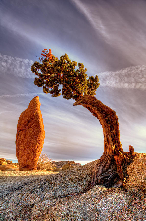 Ancient Cedar Tree Over Balanced Rock Photograph by Bill Wight Ancient Cedar Tree Over Balanced Rock Photograph by Bill Wight