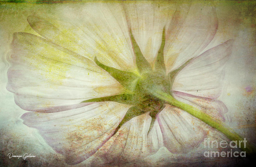 Ancient flower by Dominique Guillaume Ancient flower by Dominique Guillaume