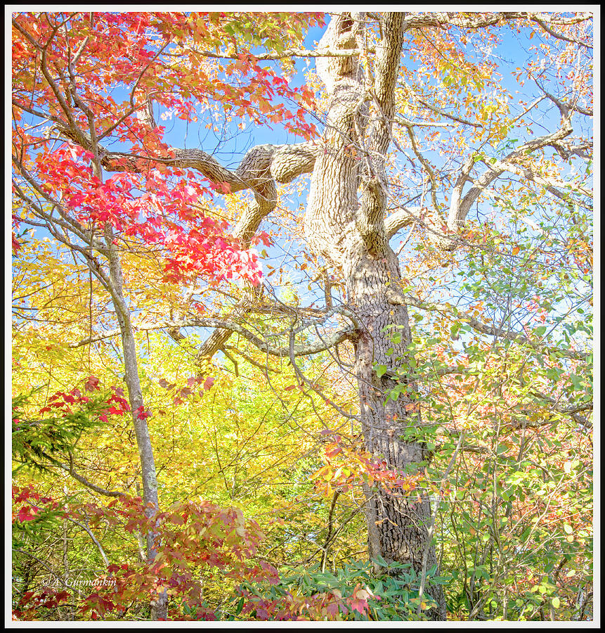 Ancient, Gnarled Red Maple Tree in Autumn Photograph by A Macarthur Gurmankin