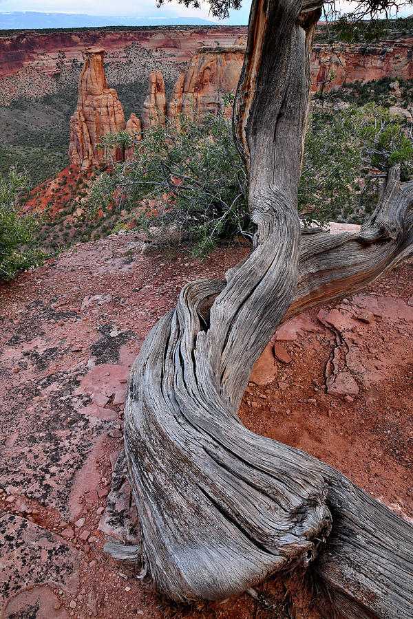 Ancient Juniper on Grand View Point Photograph by Ray Mathis