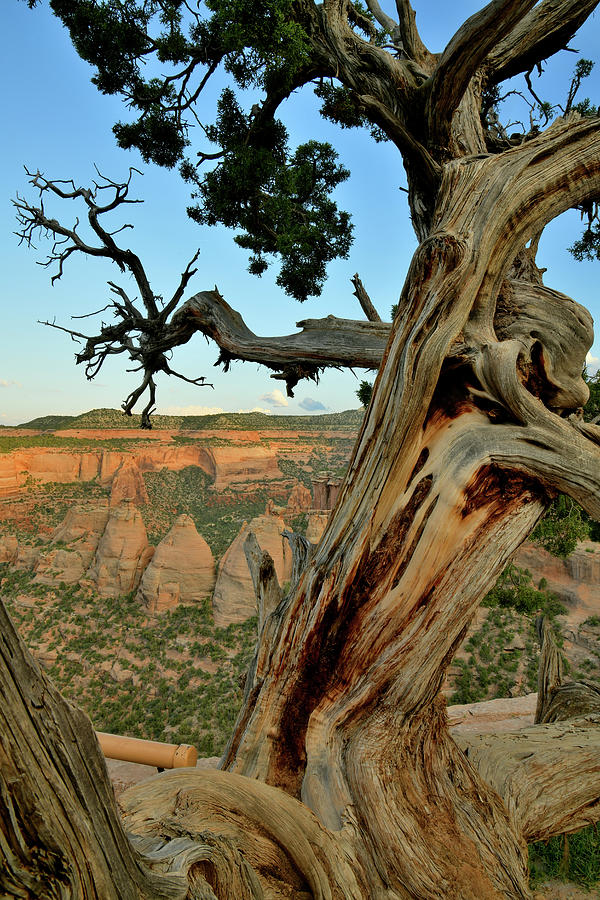 Ancient Juniper Tree above Coke Ovens Photograph by Ray Mathis